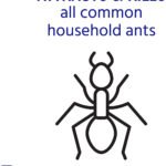T300B Liquid Ant Killer, 12 Bait Stations