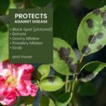 706250A Neem Oil Spray for Plants Pest Organic Disease Control, for Insects, 24-Ounce, Ready-To-Use